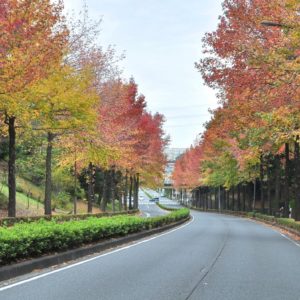 多摩ニュータウン感じる紅葉“モミジバフウ”　1キロのんびり散策