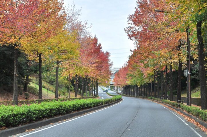 多摩ニュータウン感じる紅葉“モミジバフウ”　1キロのんびり散策