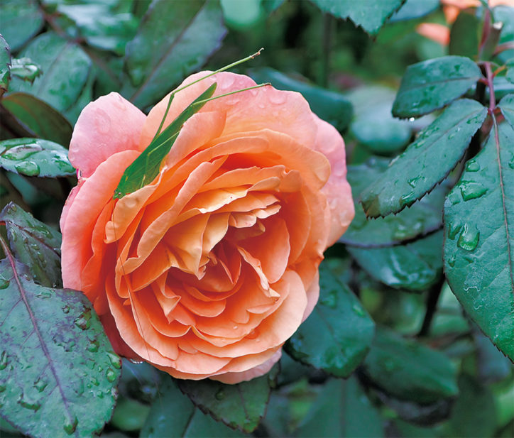 【読プレ付き】ロマンティックな秋バラは10月後半見頃へ＠平塚花菜ガーデン