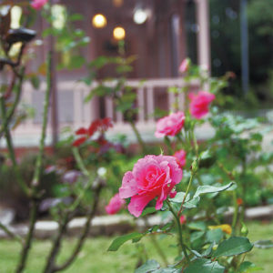 八幡山の洋館で秋のバラは見ごろ！期間限定の「ばらカフェ」もオープン【平塚市】