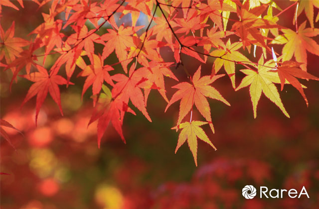 横浜・さつきが丘地域ケアプラザで20周年記念「秋まつり」講談や寸劇も！