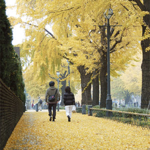 黄金色に輝く日本大通りのイチョウ並木