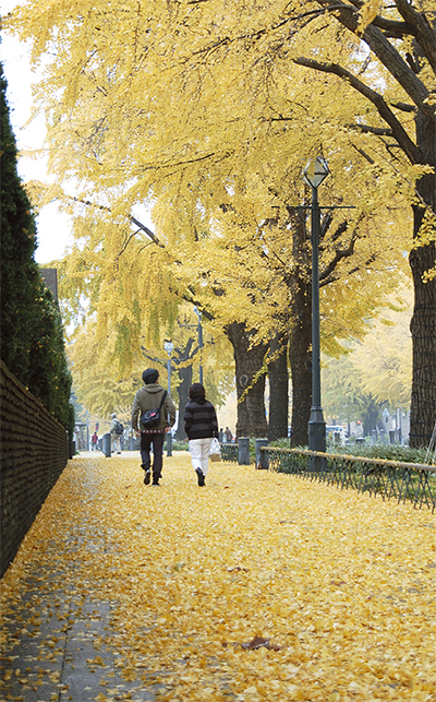 黄金色に輝く日本大通りのイチョウ並木
