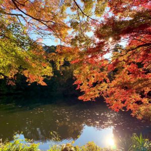 釣りをしながら紅葉満喫できる秦野「震生湖」