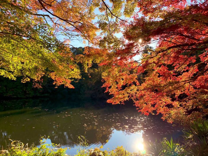 釣りをしながら紅葉満喫できる秦野「震生湖」