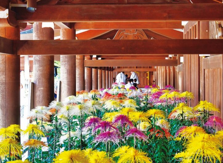 寒川神社の廻廊にずらりと並ぶ満開の菊花【寒川町】