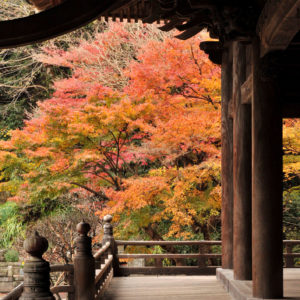 鎌倉「妙本寺」の紅葉　ピークは12月上旬から中旬