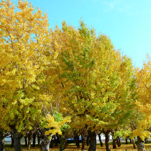 上草柳四丁目公園近くでイチョウ林が黄金色に染まる【大和市】