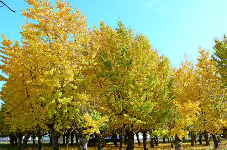 上草柳四丁目公園近くでイチョウ林が黄金色に染まる【大和市】