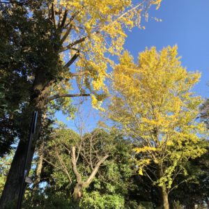 横浜・神奈川区の三ツ沢公園でスポーツと共に紅葉を楽しむ