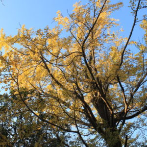 緑多き丘の自然と歴史ある常倫寺の大銀杏が黄金色に輝く【横浜市鶴見区】