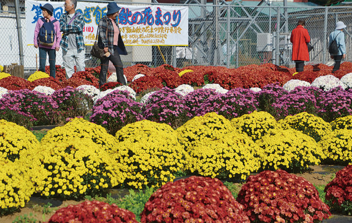 「第6回あつぎ飯山秋の花まつり」約5,000株のざる菊が見ごろ【厚木市】
