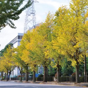 秋色黄金色はもうすぐ ～内陸工業団地のイチョウ並木【厚木市】