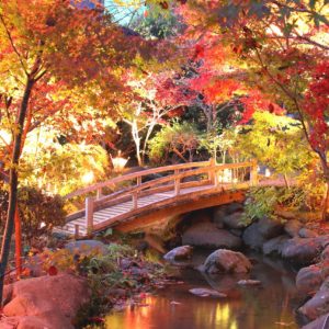 県立秦野戸川公園で秋の夜長を優雅に過ごす「茶室の紅葉ライトアップ＆ミニコンサート」