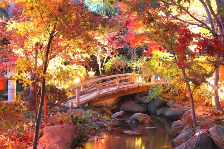 県立秦野戸川公園で秋の夜長を優雅に過ごす「茶室の紅葉ライトアップ＆ミニコンサート」