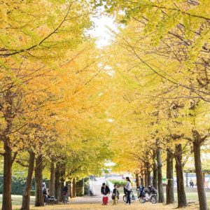 『秋色に染まるイチョウ並木』御殿辺公園（藤沢市）