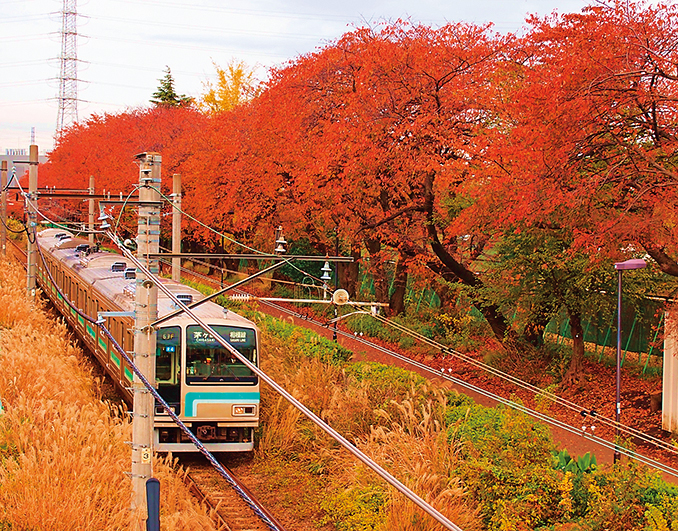 穴場紅葉スポット発見 相模線陸橋から眺める 紅葉列車 神奈川 東京多摩のご近所情報 レアリア