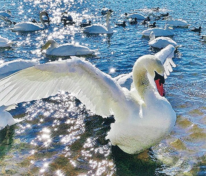 横浜で「写真展・白い季節」雪を扱った作品を中心に15点展示 動物の写真も