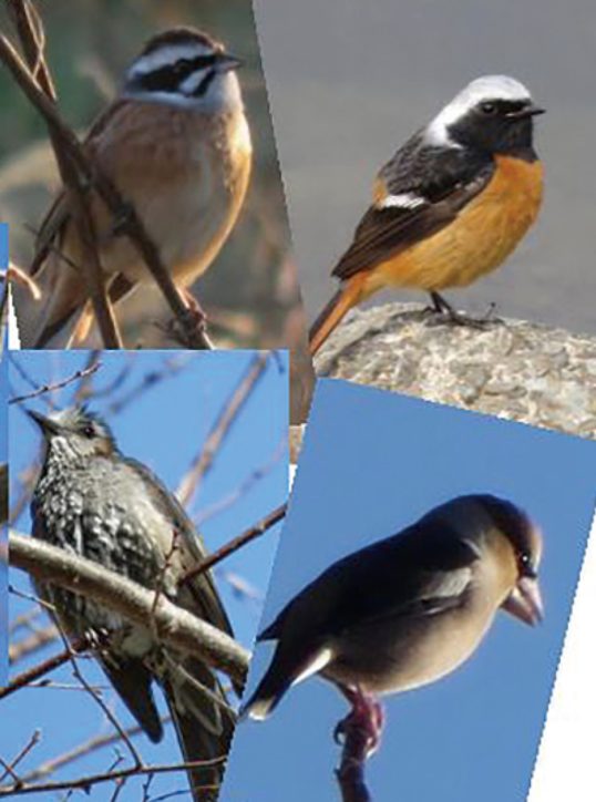 ＜解説付き＞海老名で「野鳥観察会」初心者も見つけやすい説明あり