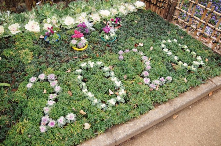 葉ボタン文字で「2020｣展示場では春の七草展も＠川崎市緑化センター