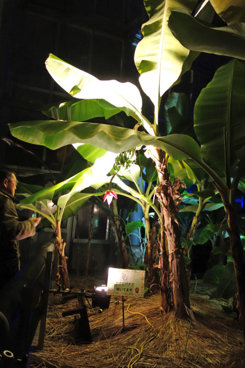 1日限りの「冬の夜間開園」で植物ライトアップ　19時30分まで＠県立大船フラワーセンター