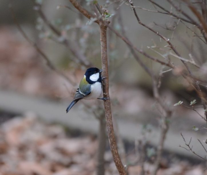 ＜山頂散歩レポ！＞横浜・本牧山頂公園で観察できた野鳥たち