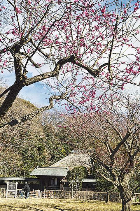 藤沢「新林公園」古民家に広がる『梅』の甘～い香り