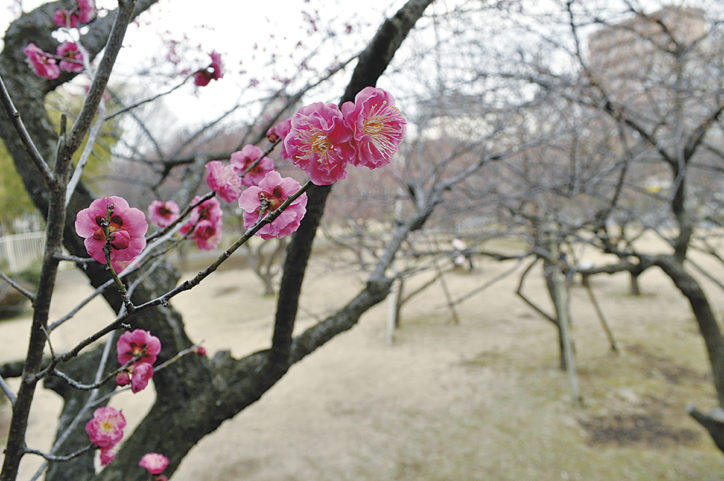 藤沢市の円行公園で春の訪れ告げる「紅梅」見ごろは2月中旬