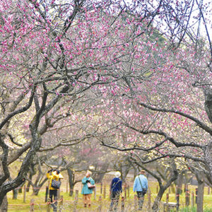 横浜市旭区の子ども自然公園で梅の花を愛でる