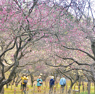 横浜市旭区の子ども自然公園で梅の花を愛でる