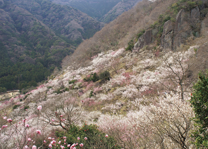 幕山の麓に約４千本が咲く湯河原梅林「梅の宴」2020年も開催
