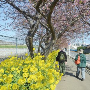 「三浦海岸桜まつり2023」 2月5日から開催　河津桜と菜の花で一足早く春を
