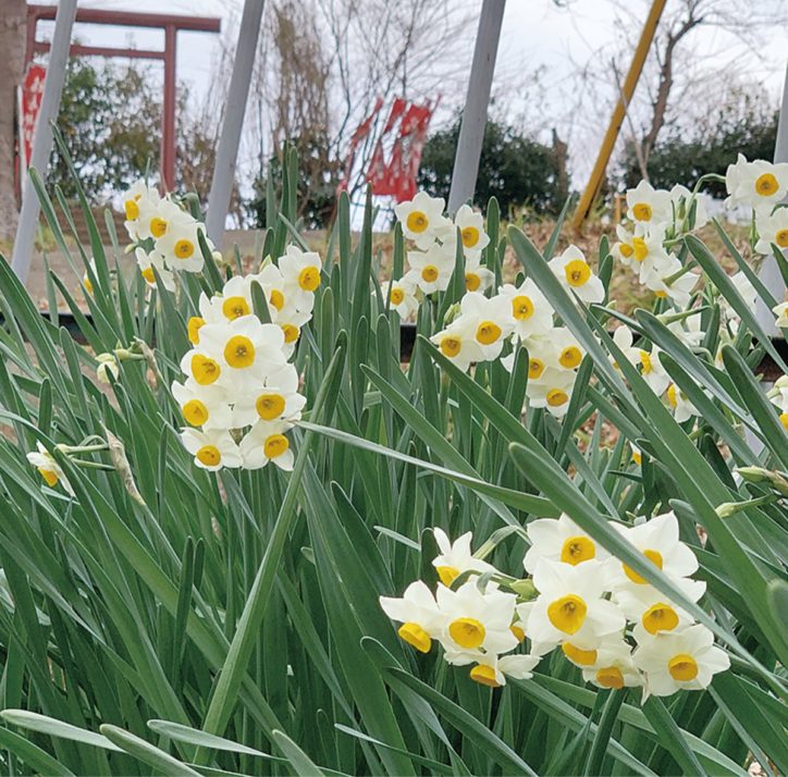 秦野・震生湖畔彩る純白の花　スイセンが見ごろに