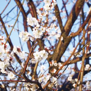 川崎市幸区の御幸公園　春うらら約150本の梅