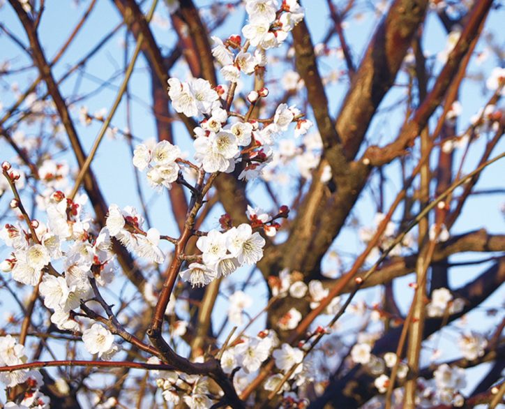川崎市幸区の御幸公園　春うらら約150本の梅