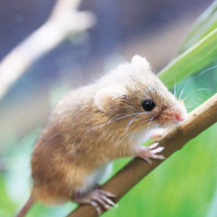 今年はワタシの年「日本で一番小さなネズミ！？カヤネズミ展示」＠相模川ふれあい科学館