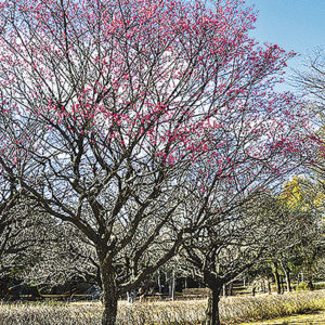 藤沢の高台に広がる大庭城址公園の「梅林」見ごろは2月中旬！