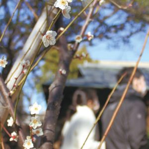春を告げる梅の花が楽しめる！茅ヶ崎「松籟庵」は梅の香りに包まれて