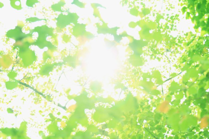相模原・木もれびの森で「キコリ体験とシイタケホダ木ゲット！」森の保全活動を学ぶ