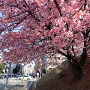 横浜・あざみ野駅前にポツンと河津桜　地元で人気の写真スポットへ