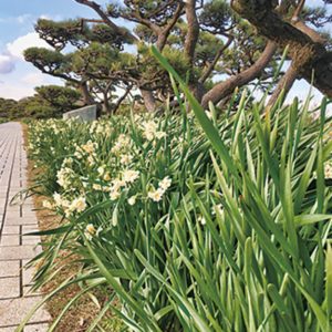 「第19回城ヶ島水仙まつり」フィナーレ！さざえ壺焼き５００個配布や灯台一般開放も