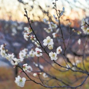 川崎の黒川よこみね緑地で春の開花告げる「梅の花」