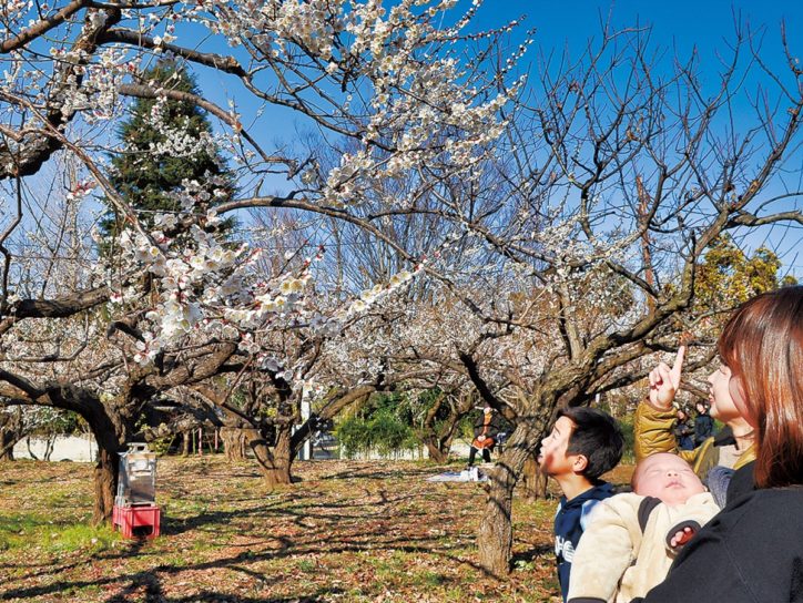 伊勢原雨岳文庫で「梅の花」10種類200本咲き誇る