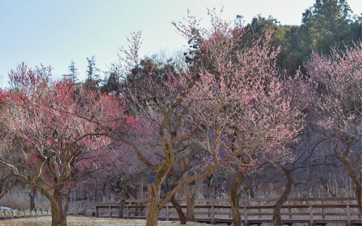 横浜市旭区のこども自然公園「梅の花茶屋」2月23日のみ開店！