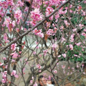 春爛漫 八幡神社の紅梅鮮やか【横浜・神奈川区】