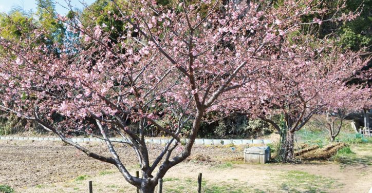 舞岡ふるさと村の河津桜は3月上旬まで見頃【横浜・戸塚区】