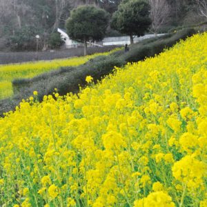 横浜・金沢自然公園に黄色の絨毯　菜の花見ごろ３月上旬まで