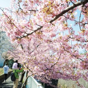 春告げる 河津桜　川崎市多摩区の五反田川沿い、満開に