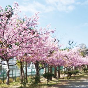 横須賀で「河津桜」満開！浦郷公園でお花見出来ます！！