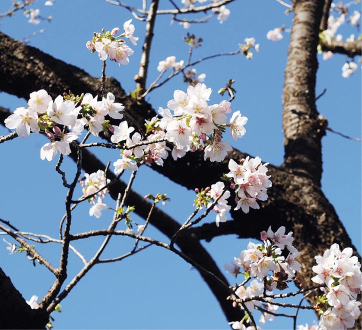 【一部中止も】大船フラワーセンターで「復活した玉縄桜」が見ごろ！夜桜ライトアップも